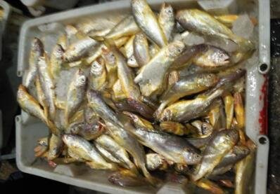 小黃魚價格1.jpg 小黃魚價格1.jpg