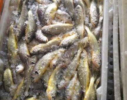 小黃魚價格2.jpg 小黃魚價格2.jpg