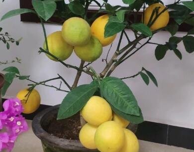 檸檬怎么種2.jpg