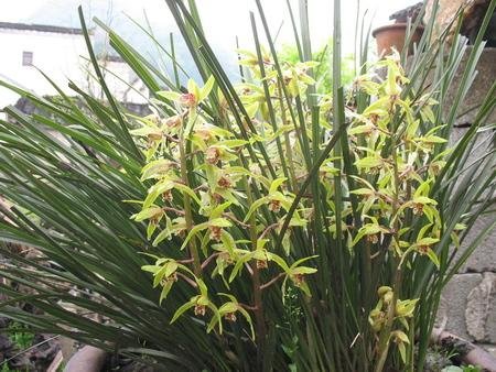 蘭草怎么養(yǎng) 蘭草怎么養(yǎng)