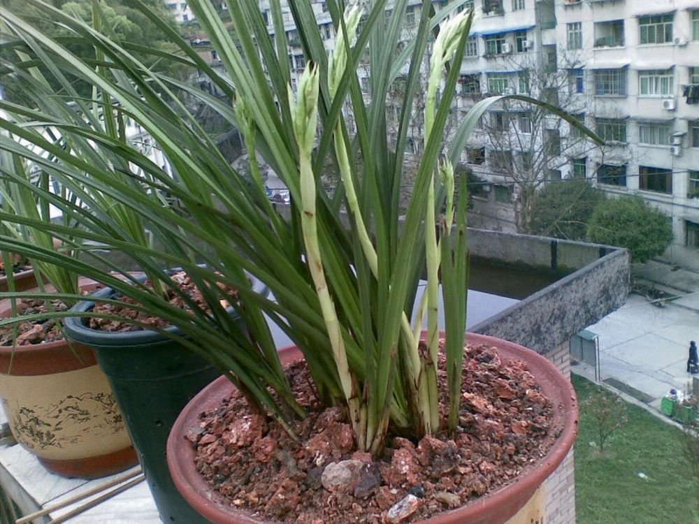 蘭草怎么養(yǎng) 蘭草怎么養(yǎng)