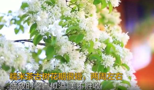 流苏古树开花.png