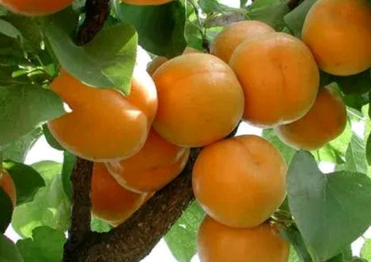 杏仁的产地在哪里，杏仁种植用不用破壳，杏仁有什么作用