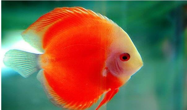 觀賞魚繁殖 觀賞魚繁殖