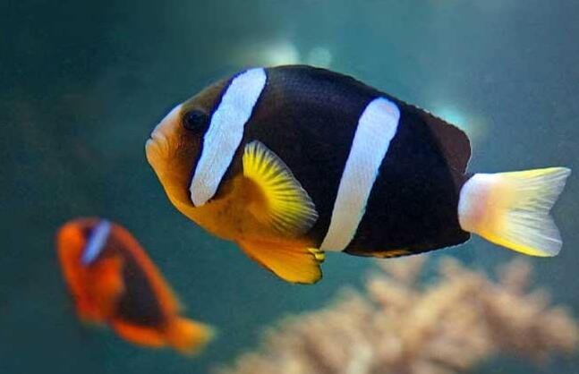 觀賞魚繁殖 觀賞魚繁殖