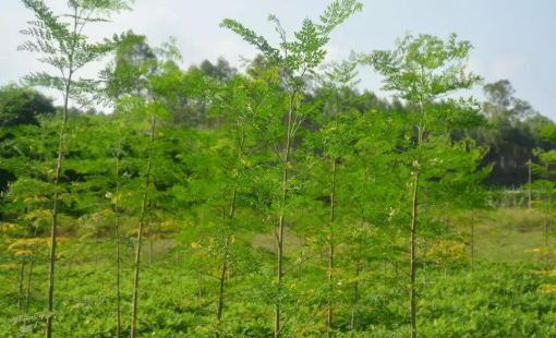 辣木樹苗.png 辣木樹苗.png