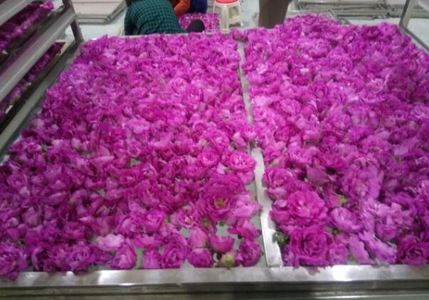 平陰玫瑰.jpg 平陰玫瑰.jpg