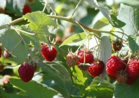 树莓苗树梅什么时候种植比较好，种植树莓一亩地能够赚多少钱，需要耗费多少成本