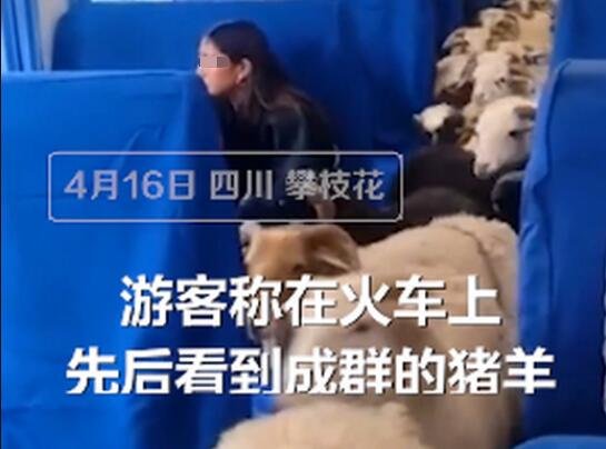 游客稱在火車上先后看到成群的豬羊.jpg