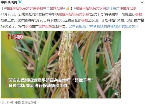 袁隆平超级杂交水稻移栽冲世界纪录.jpg