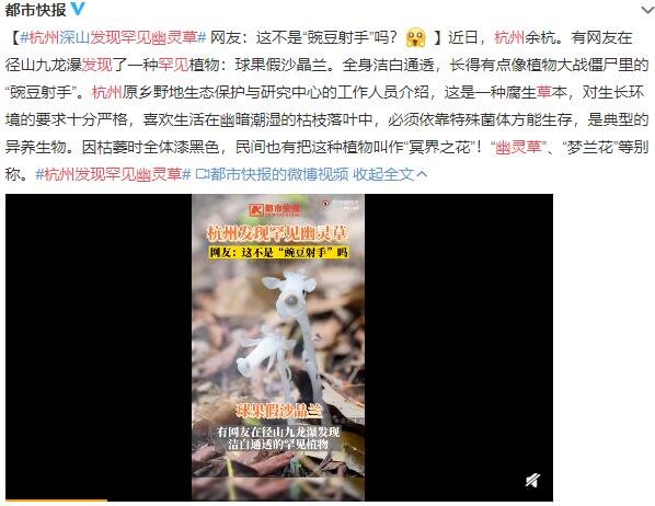 杭州發(fā)現(xiàn)罕見幽靈草.jpg