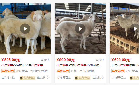 小尾寒羊.png 小尾寒羊.png