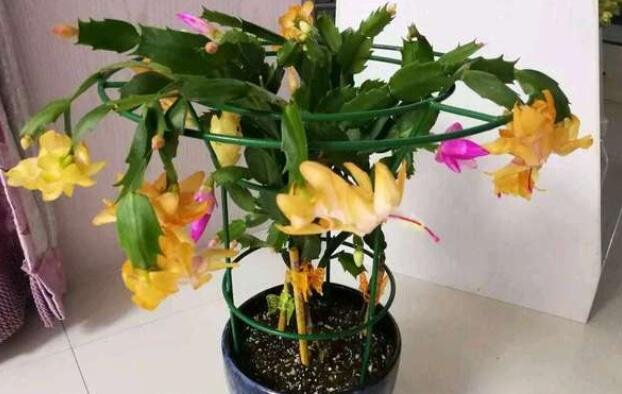 嫁接蟹爪蘭 嫁接蟹爪蘭