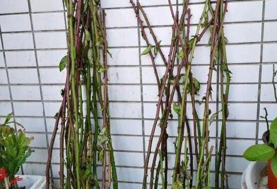 嫁接蟹爪蘭 嫁接蟹爪蘭