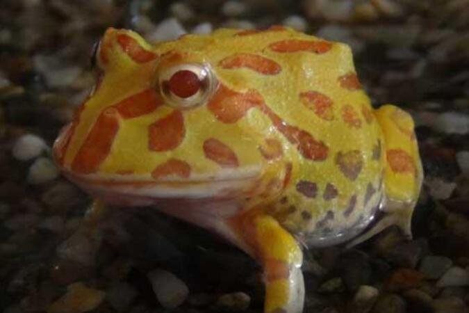 角蛙吃什么 角蛙吃什么