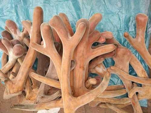 鹿茸補(bǔ)什么 鹿茸補(bǔ)什么