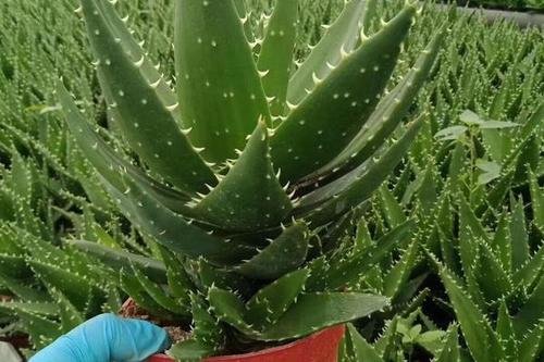 蘆薈的品種 蘆薈的品種