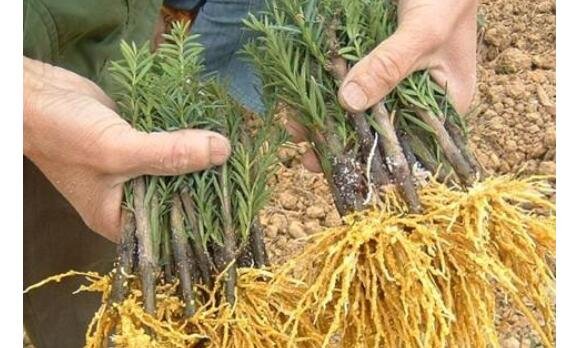 紅豆杉苗價(jià)