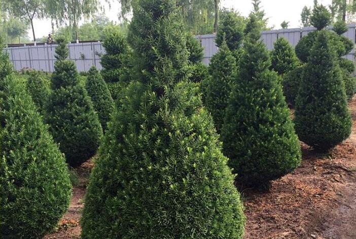 紅豆杉苗價(jià)