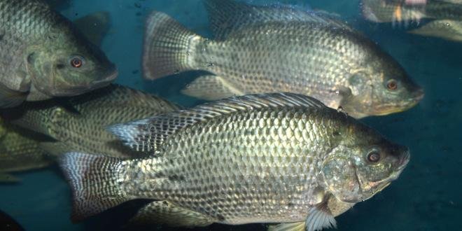 罗非鱼产地在什么地区。罗非鱼养殖需要掌握哪些技术？