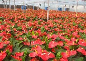 火鶴怎么養(yǎng) 火鶴怎么養(yǎng)