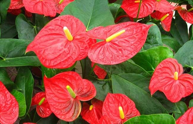 火鶴怎么養(yǎng) 火鶴怎么養(yǎng)