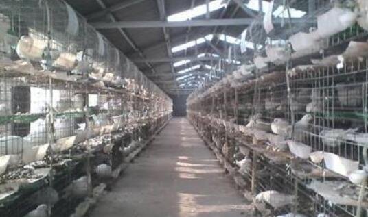 鴿子養(yǎng)殖場1.jpg 鴿子養(yǎng)殖場1.jpg