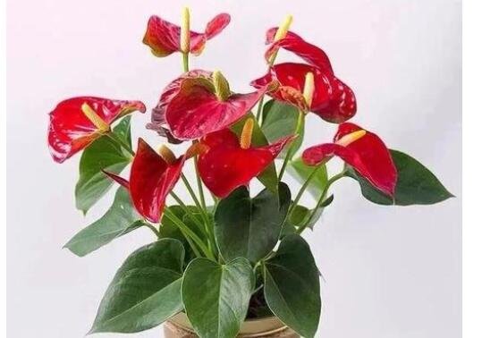 紅掌怎么養(yǎng)