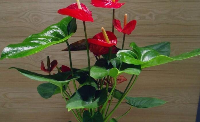 紅掌怎么養(yǎng)