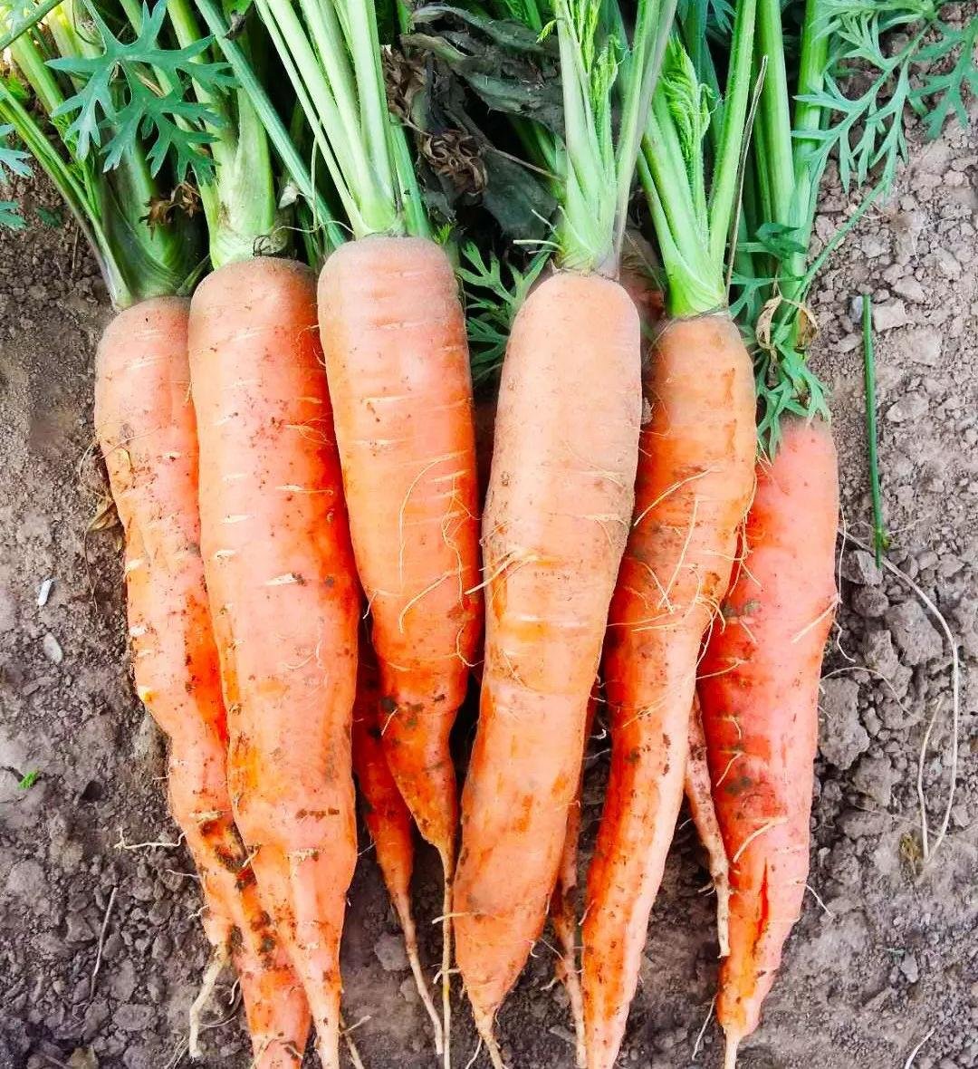 胡萝卜的历史起源及繁多的品种 - 知乎