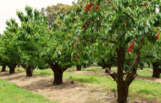 樱桃树种植都需要注意哪些问题，这篇文章全都告诉你