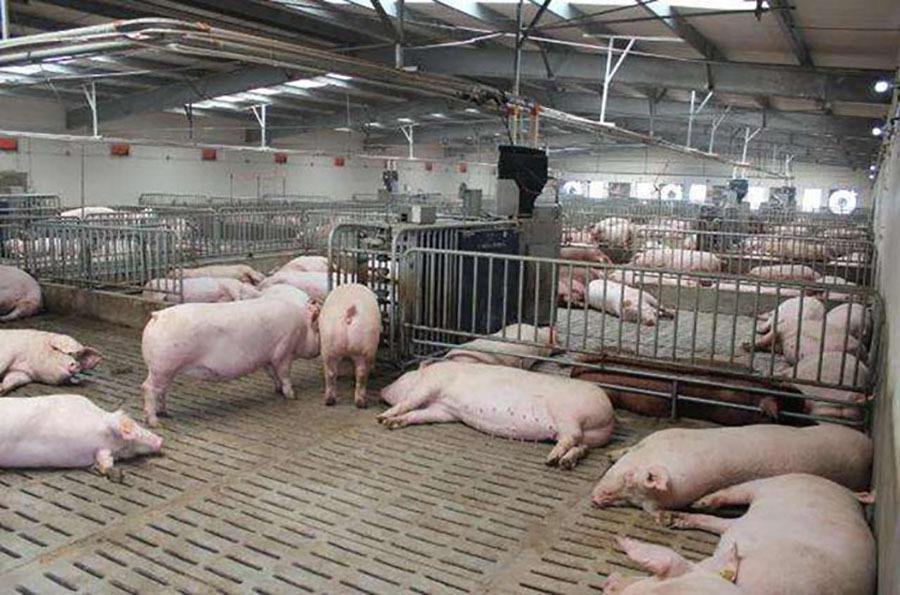 生态养猪场该怎样建设为什么建设生态养猪场还要设立温室