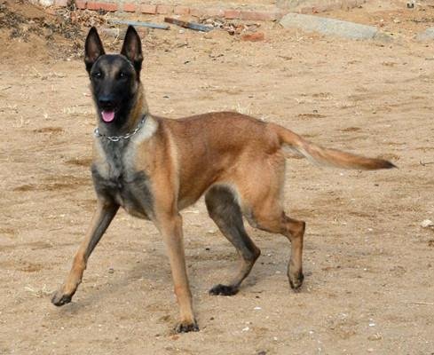 十大護(hù)衛(wèi)犬