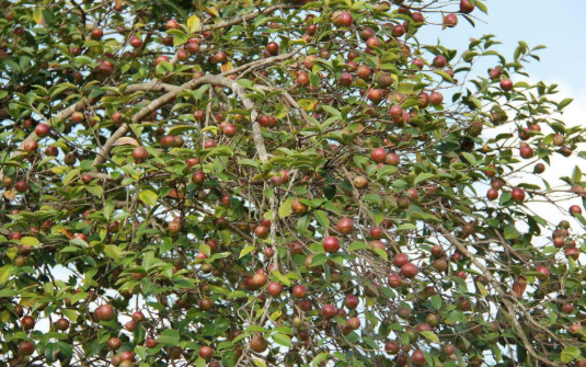 油茶果.png 油茶果.png