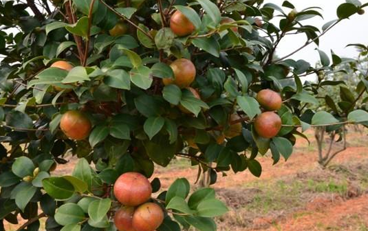 油茶樹(shù)的果實(shí).png 油茶樹(shù)的果實(shí).png