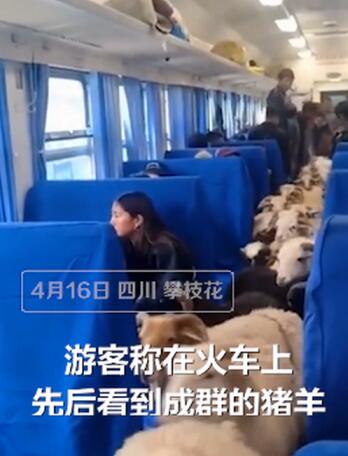 画面太可爱！四川一火车上有猪羊成群穿行，网友：买票了吗