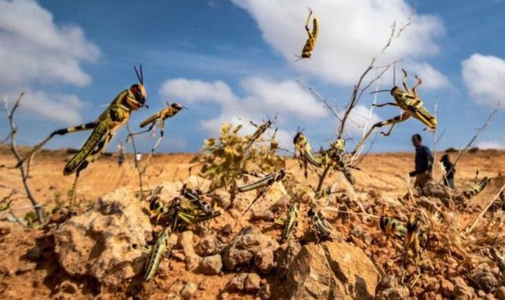 沙漠蝗有侵入中國的風險