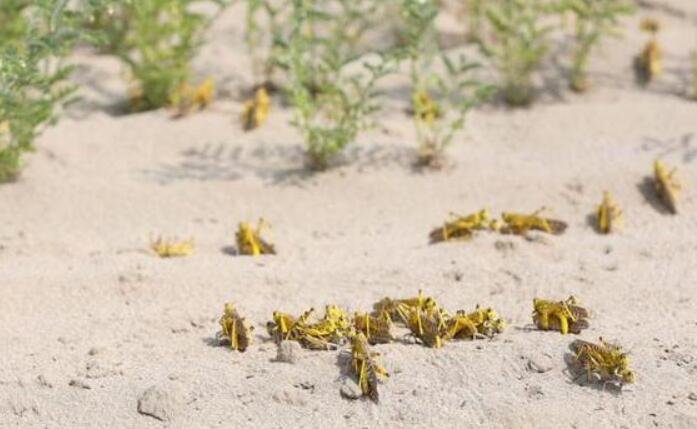 沙漠蝗有侵入中國的風險