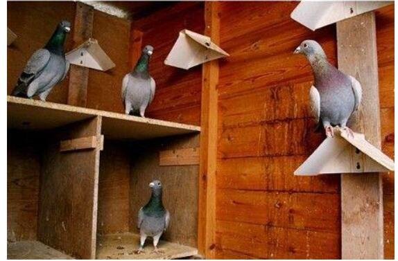 中國最貴十個鴿子