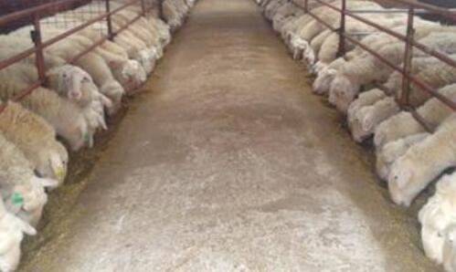 育肥羊价格多少钱一只呢，育肥羊能赚多少钱？