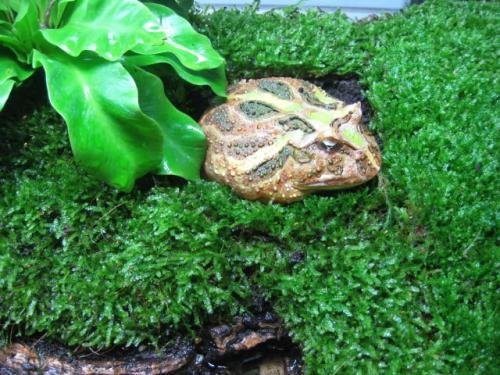 溫州海關(guān)截獲145只南美角蛙