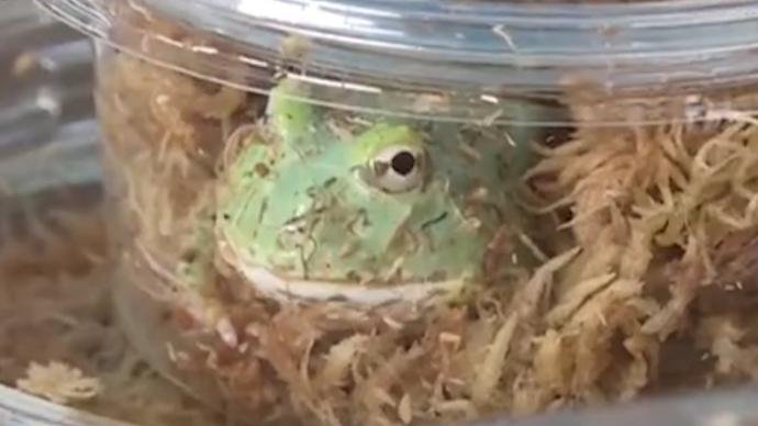 溫州海關(guān)截獲145只南美角蛙