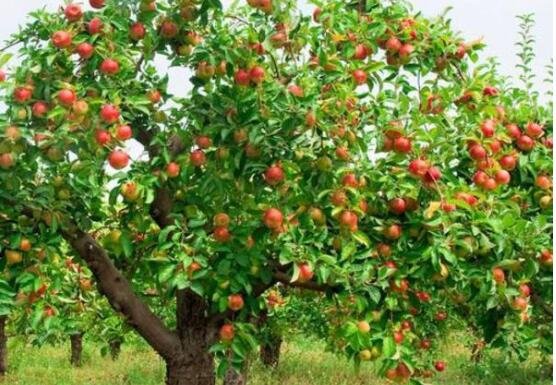 苹果树管理