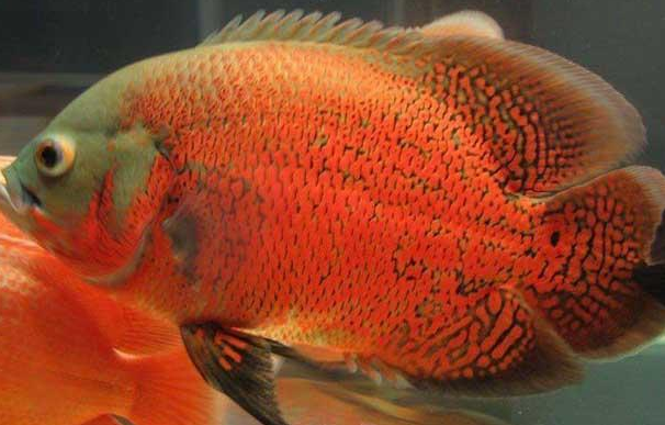 地圖魚價格.png 地圖魚價格.png