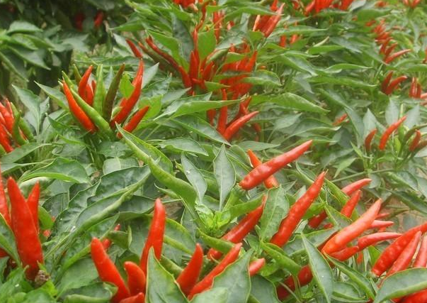 朝天椒.png