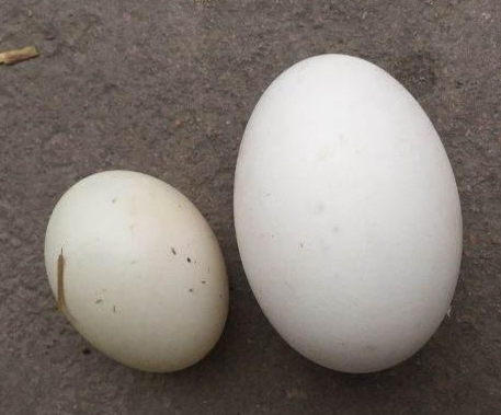 鹅蛋和鸡蛋的区别.png