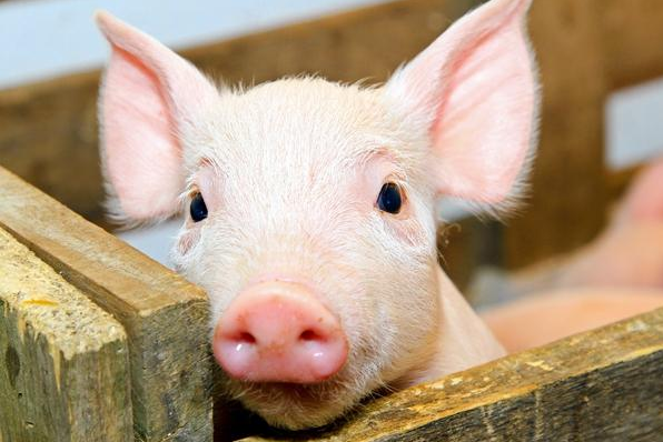 猪肉价格跌破每斤15元，在这样的环境下今年养猪是否还能赚钱呢