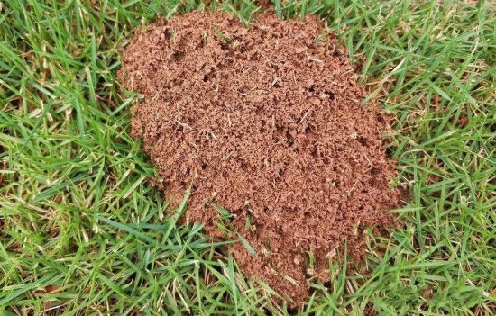 红火蚁已扩散至我国12个省份，红火蚁是通过哪些途径传播的如何识别红火蚁