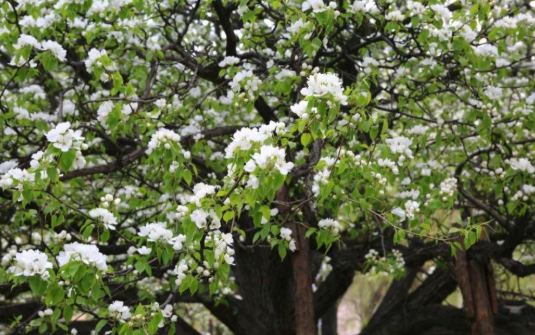 135岁梨树开花冠盖面积达300平方米，我国年纪最大的梨树活了多少年