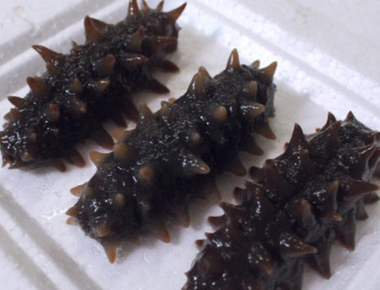 野生海參.png 野生海參.png